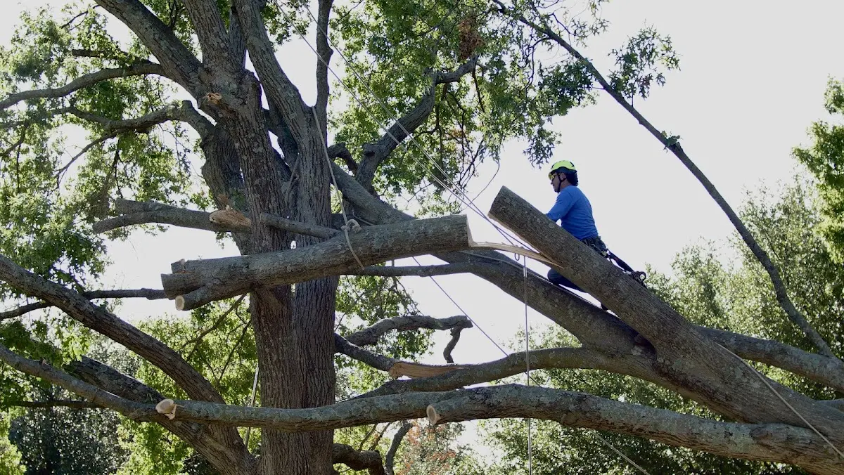 Professional Crown Thinning performed by certified arborists in Bucksport