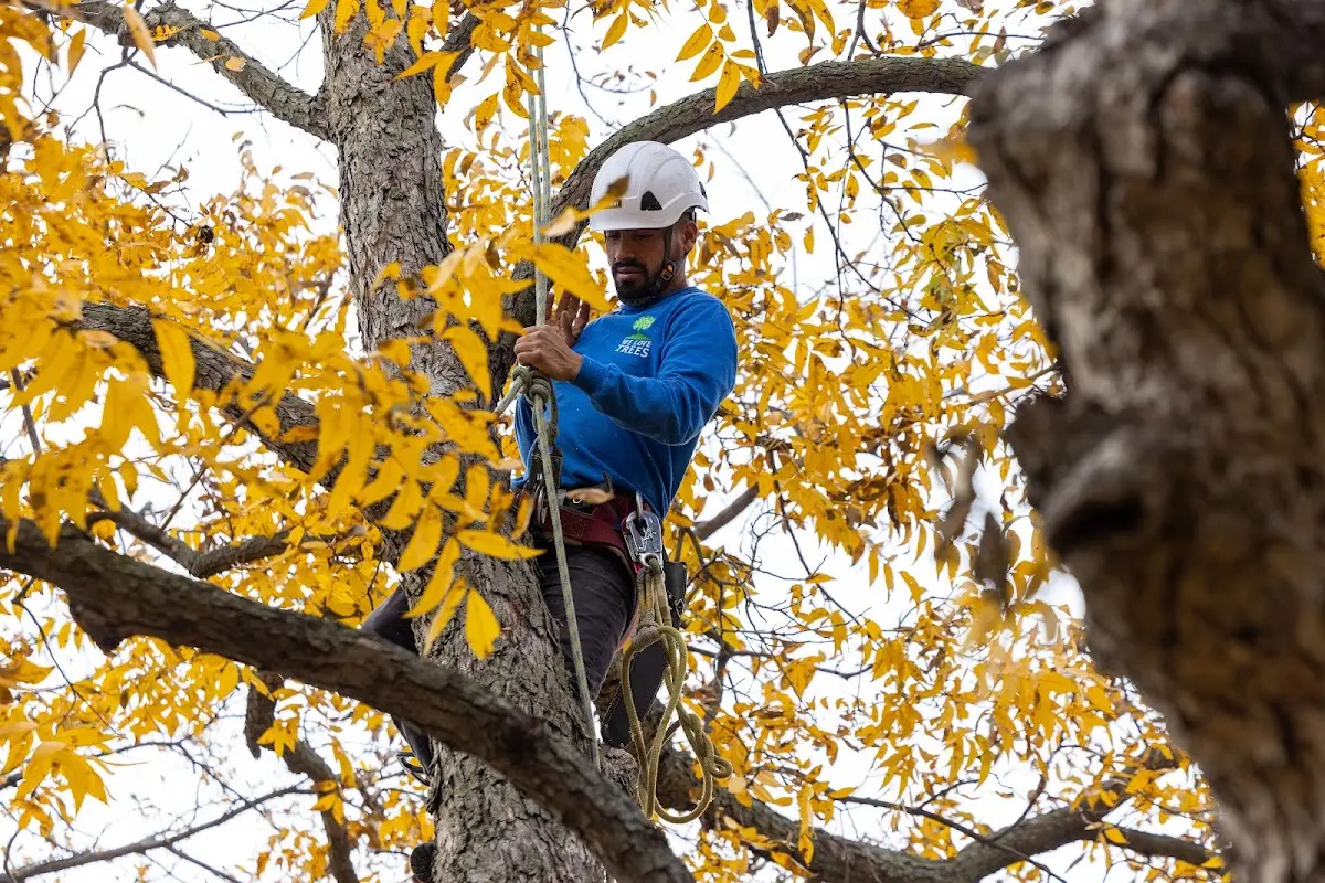 Skilled Tree Pruning crew working in Bucksport